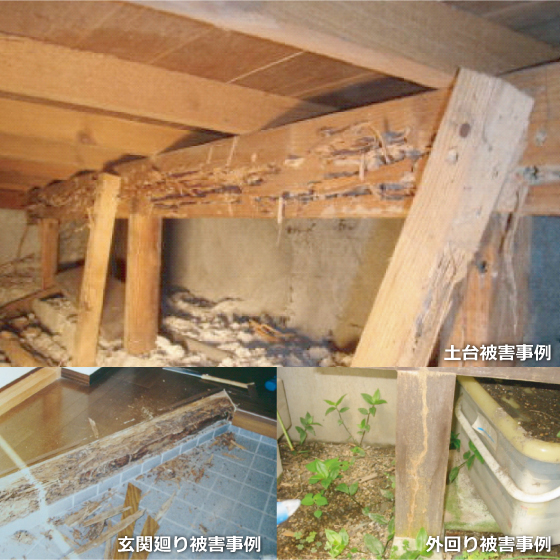 シロアリ防除工事