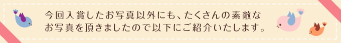 今回入賞したお写真以外にも、たくさんの素敵なお写真を頂きましたので以下にご紹介いたします。