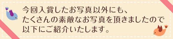 今回入賞したお写真以外にも、たくさんの素敵なお写真を頂きましたので以下にご紹介いたします。